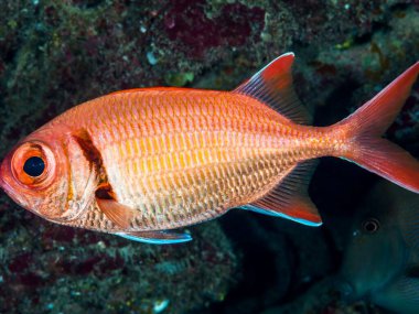 Kızıl denizdeki kızıl deniz aslanı balığı