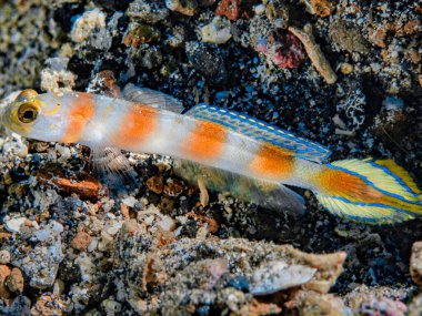 Akvaryumdaki balıklar