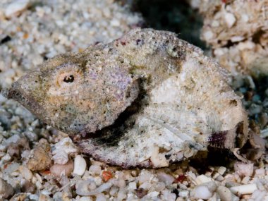 deniz yengeci, deniz hayvanları