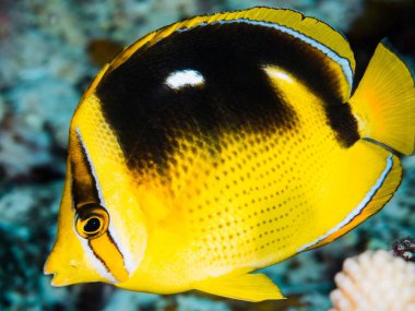 Kızıl denizde güzel sarı balıklar