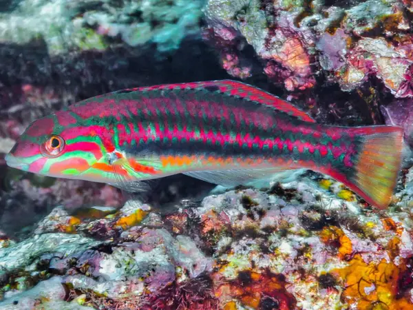 tropikal renkli deniz balığı