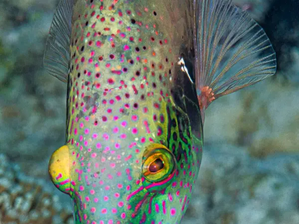 Kızıl denizde suyun altında güzel balıklar