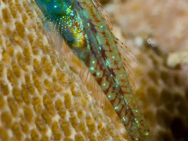 Denizde güzel renkli balıklar