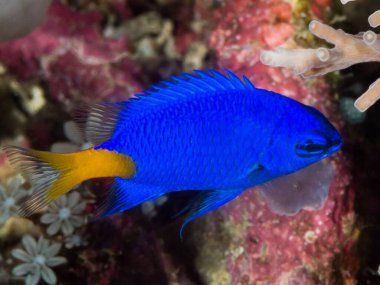 Costa rica 'daki akvaryumda mavi deniz şakayığı (nethaneus nemorosa)