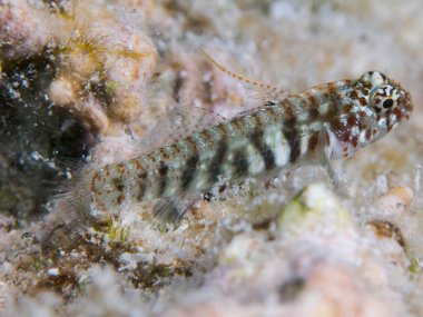 Deniz karidesleri su altında