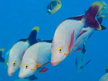colorful corcorfish in the blue water clipart