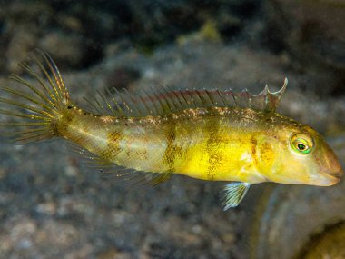 Akvaryumdaki balıklar