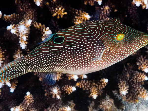 Deniz balıklarının sualtı dünyası. renkli arkaplan