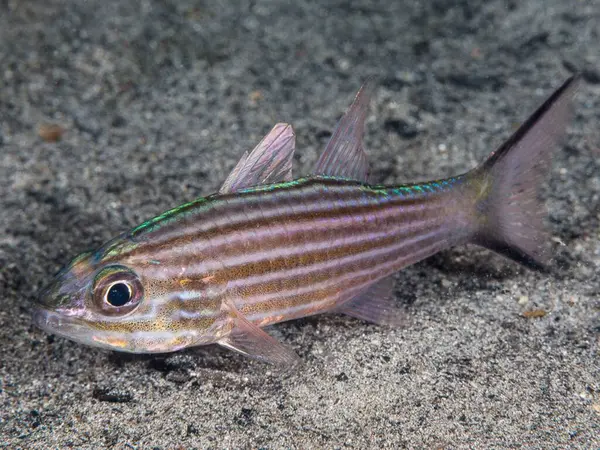 Akvaryumdaki renkli balıklar