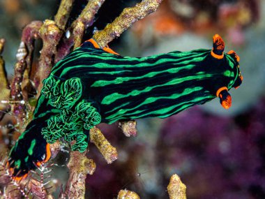 Resifteki yeşil ve sarı renkli balıklar