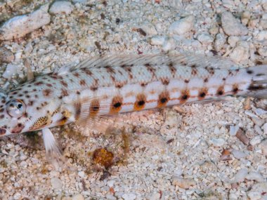 Denizde yüzen kırmızı balıklar. Eilat İsrail