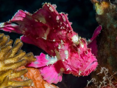 Kızıl denizdeki deniz mercanı