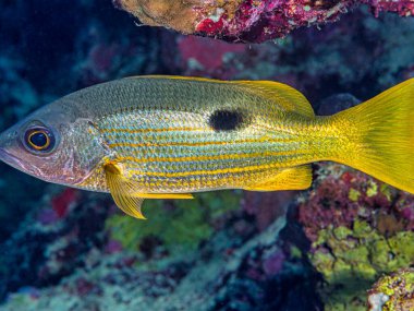 Lutjanidae, Lutjanus, Perciformes, fulviflamma