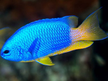 Ahtapot, ahtapot veya deniz balığı (lepidus), bir sualtı deniz dünyası, Ege denizi, Yunan, diki