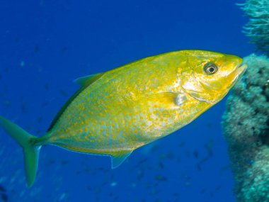 red Sea, Mısır mercan resif balık