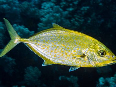 Deniz yüzeyindeki balıklar