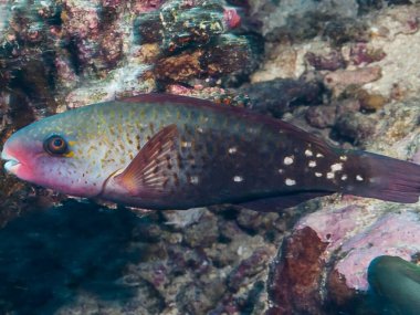 Acanthuridae, Chlorurus, Perciformes, Scaridae, sordidus-spilurus