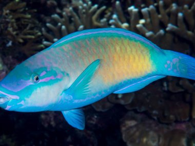 mavi deniz balığı (cyan dithsus )