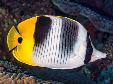 Chaetodon, Chaetodontidae, Perciformes, ulietensis