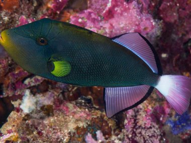 Kızıldenizde resifteki renkli balıklar