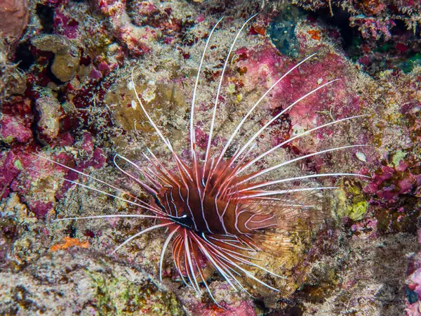 Mavi denizde mavi balık