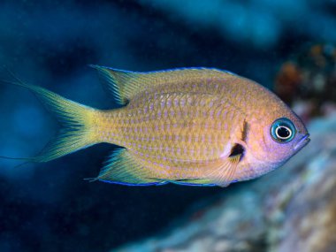 Chromis, Perciformes, Pomacentridae, pacifica