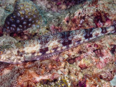 Küçük sualtı dünyası.