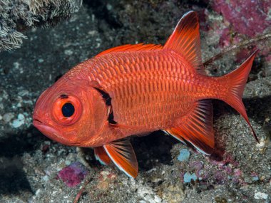 Akvaryumdaki güzel bir tropik balığa yaklaş.