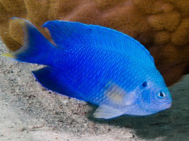 Mavi deniz aslanı (cyan cyscilla ).