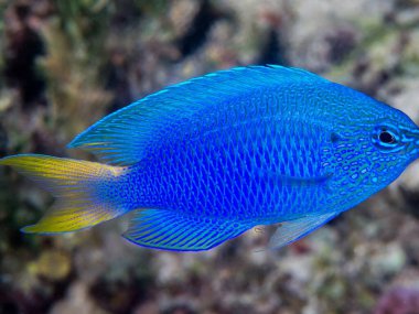 Tropikal balıklar, egzotik deniz