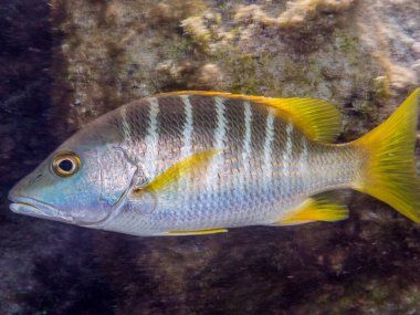 tropik renkli balıklar, balıklar