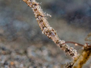 Bir ağaç dalını kapat