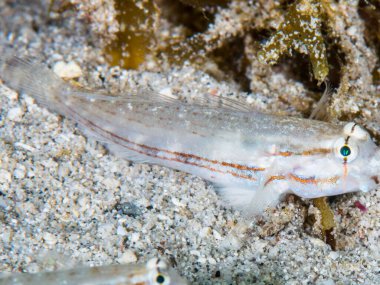 Siyah zemin üzerinde deniz balığı