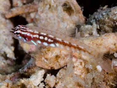 Kızıl Deniz 'de balıklar yüzer, renkli balıklar, Eilat İsrail