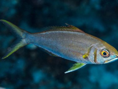 Akvaryumdaki deniz yaşamının renkli sualtı görüntüsü