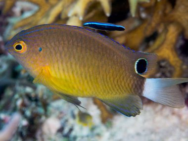 Güzel mercan dünyası akvaryum balığı