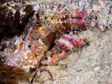 Denizin sualtı manzarası