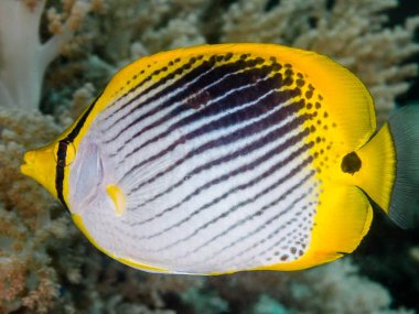 Güzel tropikal balıklar denizde yüzüyor..