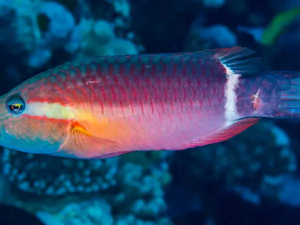 Akvaryumdaki güzel bir tropik balığa yaklaş.