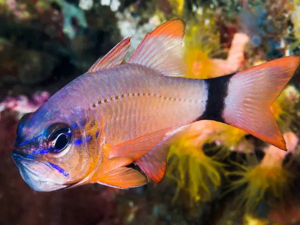 Akvaryumdaki güzel bir tropik balığa yaklaş.