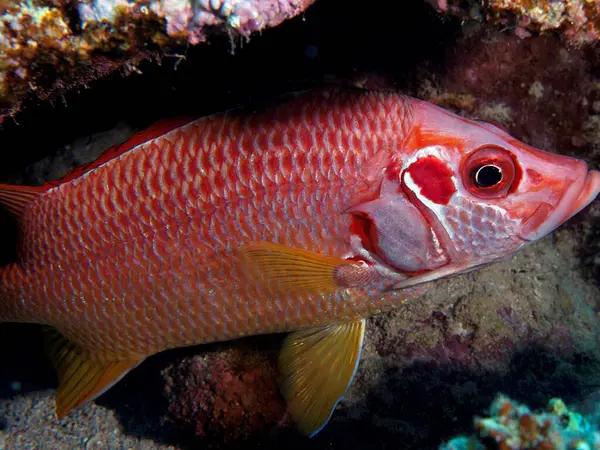Kızıl denizde kırmızı balık (cichlid triclus), Mısır
