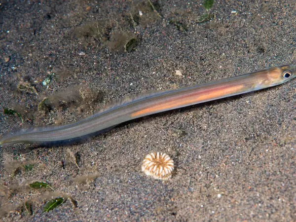 Bir deniz balığına yaklaş.