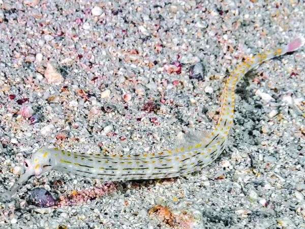 Güzel sualtı dünyası