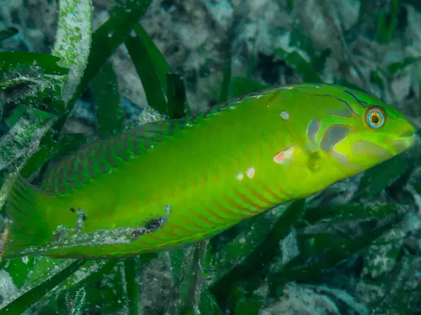 Kızıl denizde deniz balığı, Mısır.