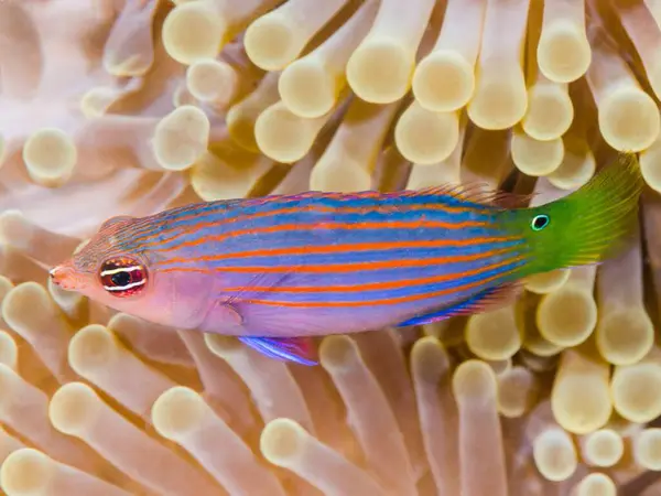 Renkli balıklı mercan balığı