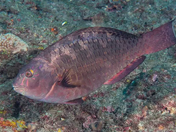 Deniz dünyası su altında.