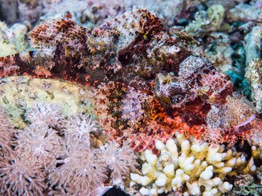 Kızıl denizdeki mercanlı mercan