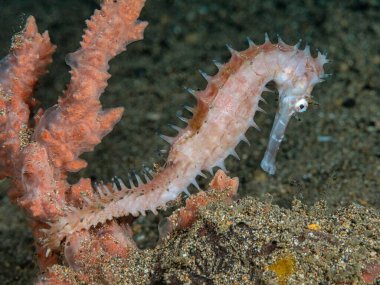 Kızıl denizdeki deniz atı