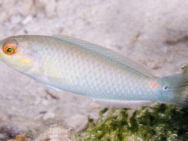 Akvaryumdaki deniz balığı.