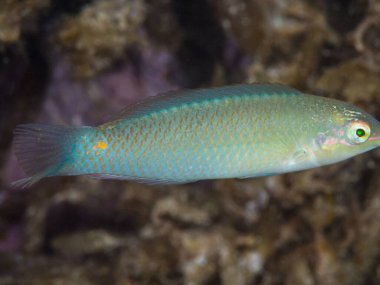 Denizde yaşayan balıklar